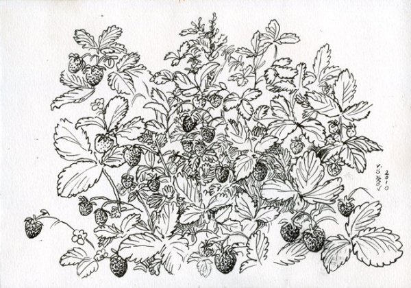 Куст малины раскраска