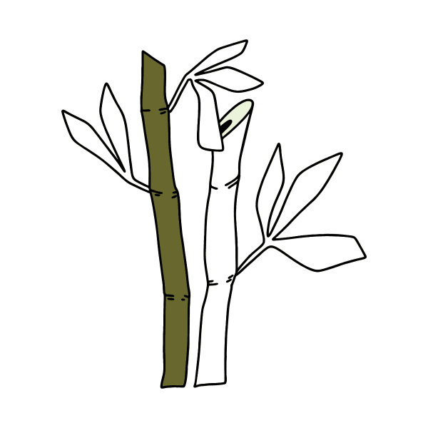 Бамбук раскраска