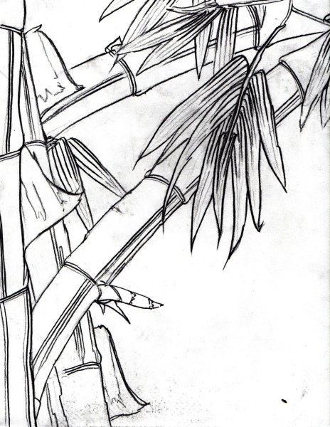 Бамбук рисунок карандашом