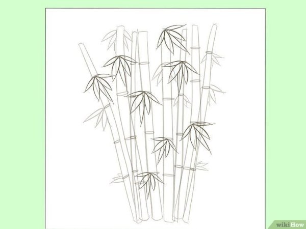 Контурное рисование бамбук