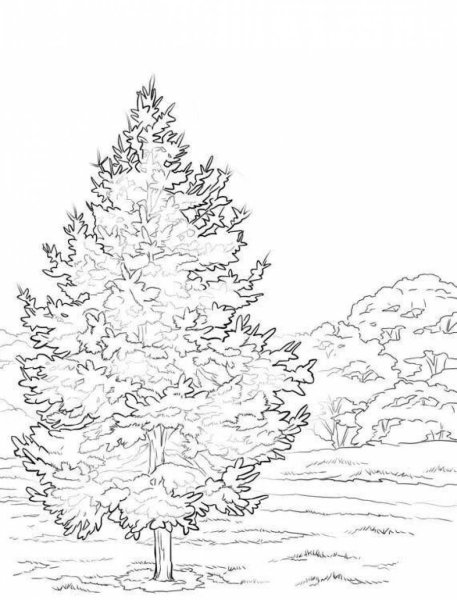 Сосна раскраска для детей