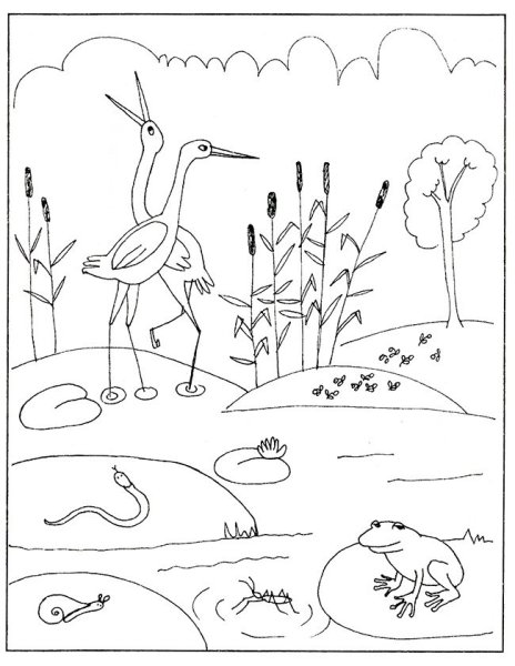 Болото раскраска для детей
