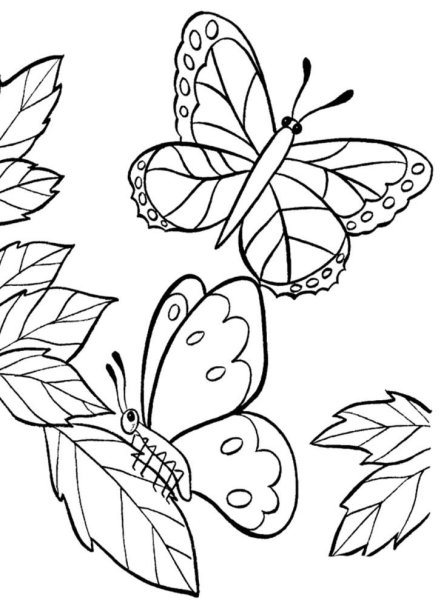 Раскраска "бабочки"
