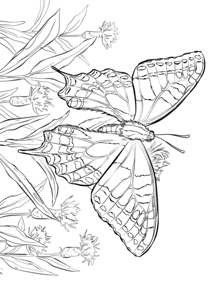 Разукрашка бабочка Махаон