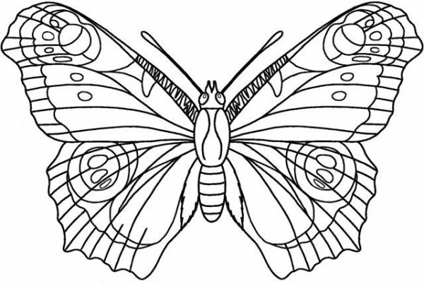 Павлиний глаз раскраска