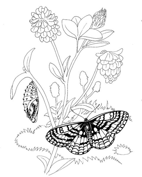 Раскраска насекомые на лугу