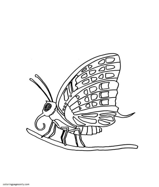 Бабочка с ножками раскраска