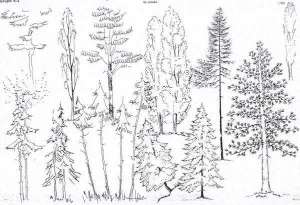 Дерево лиственное и хвойное карандашом