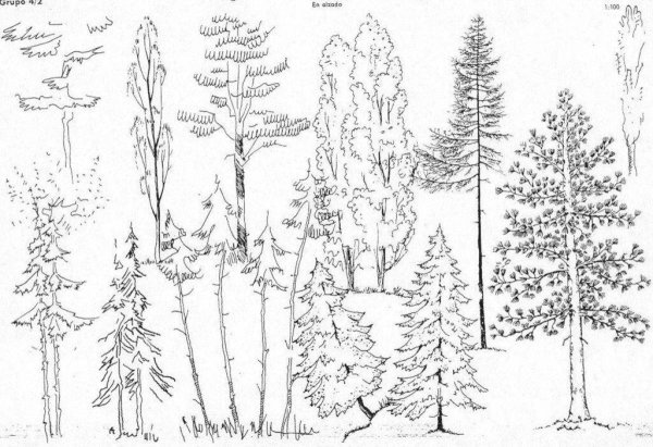 Раскраска хвойные и лиственные деревья