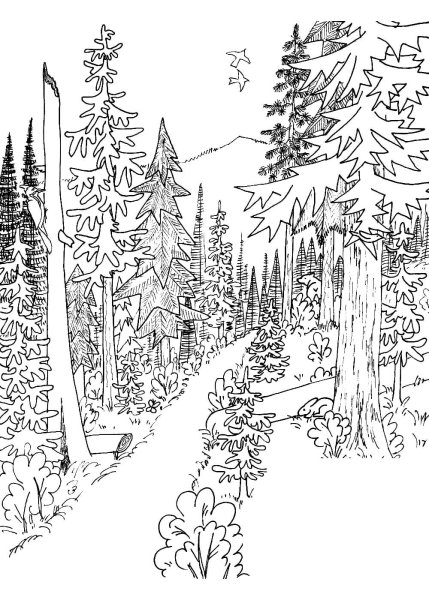 Лес картинка для детей раскраска