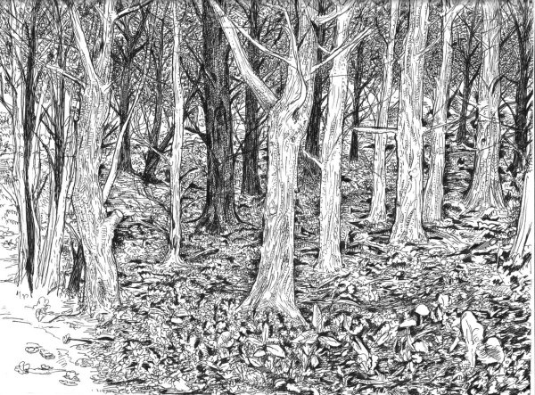 Темный лес карандашом