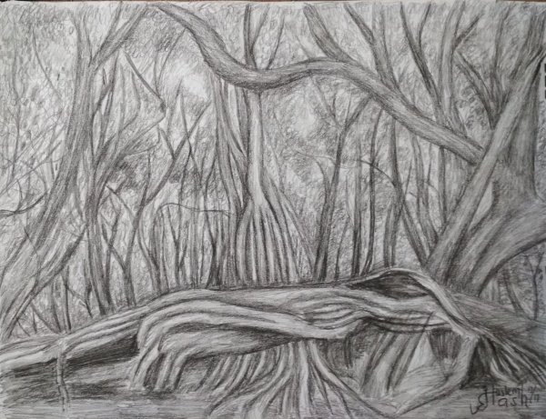 Лес карандашом