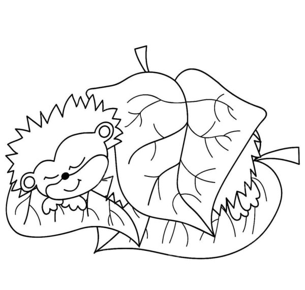 Спящий Ежик раскраска