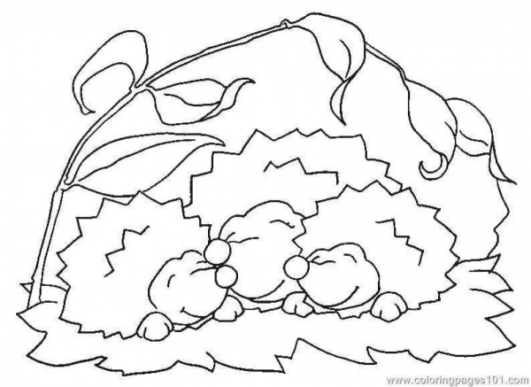 Ежик спит раскраска