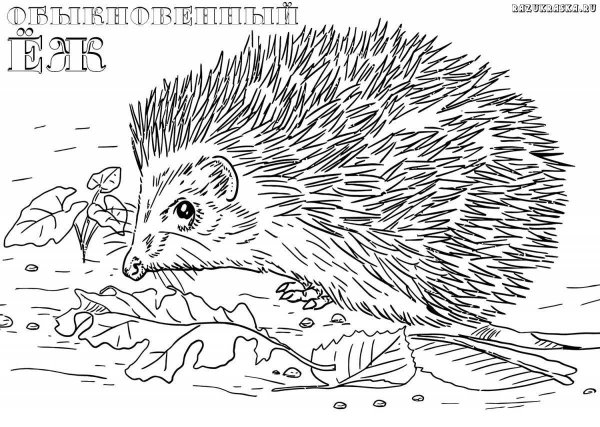 Раскраска Ежик в лесу