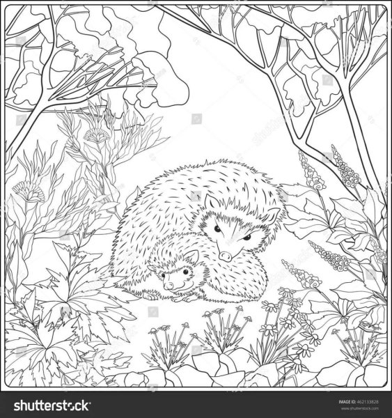 Раскраска Ежик в лесу