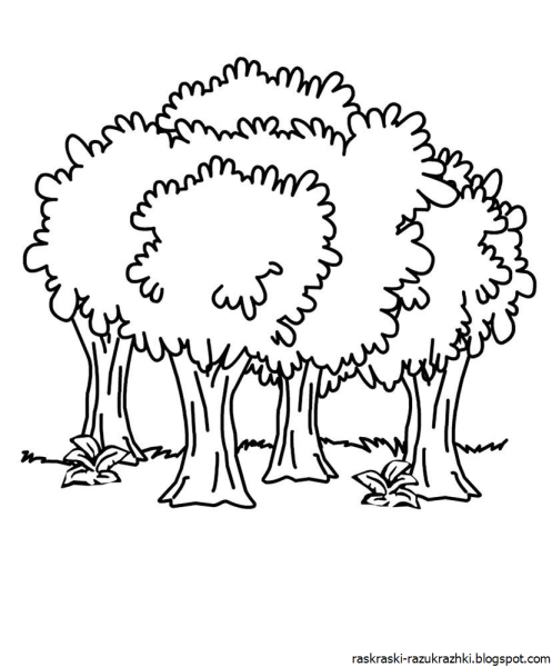 В лесу. Раскраска