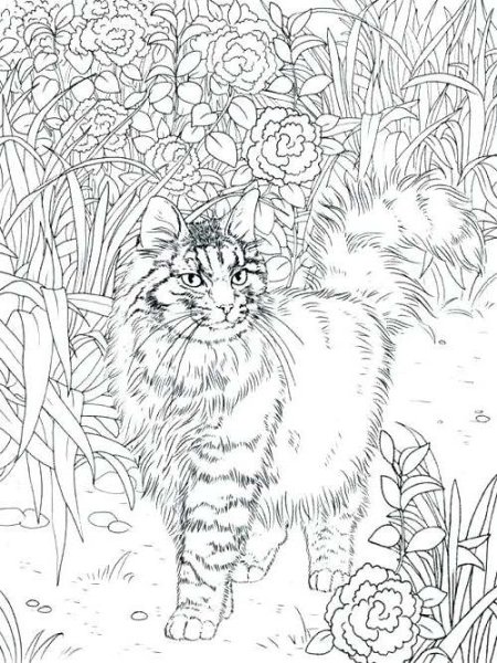 Раскраска кошка на природе