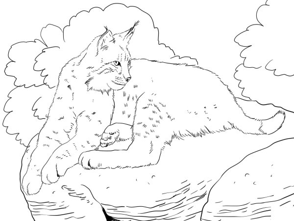 Рысь раскраска для детей