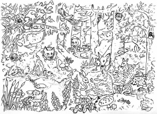 Найди зверей на картинке