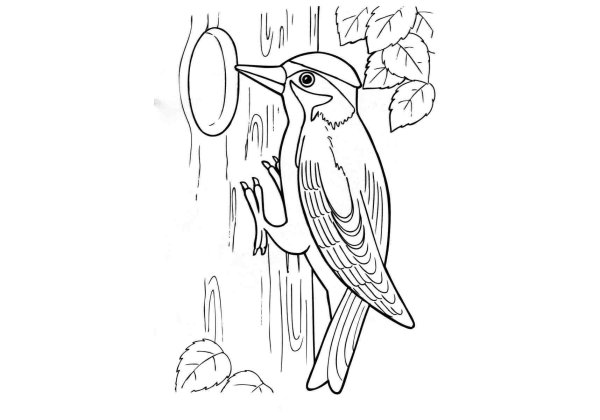 Птицы раскраска для детей