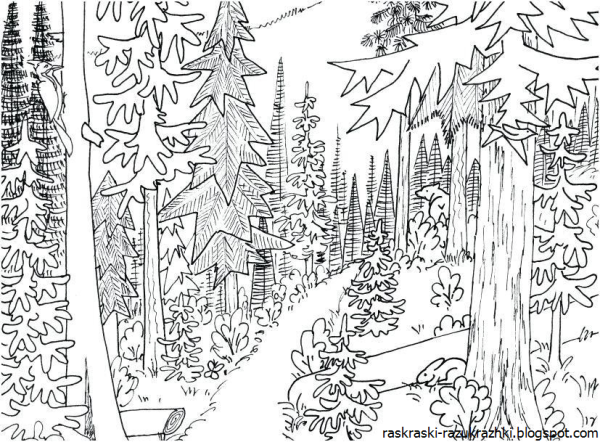 В лесу. Раскраска