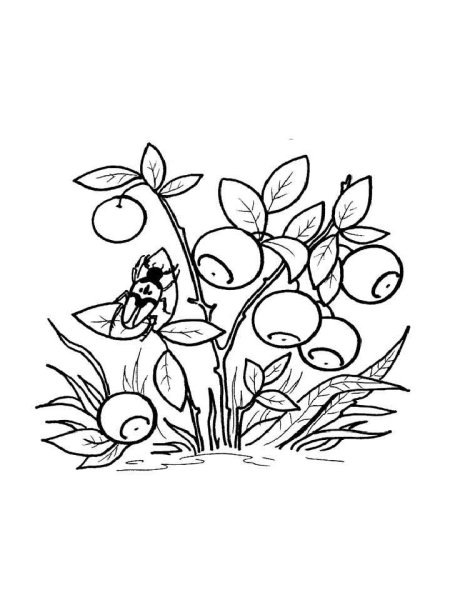 Раскраски растения леса