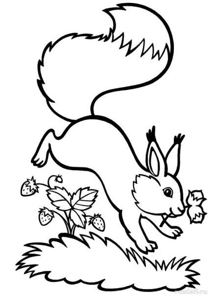 Белка раскраска для детей