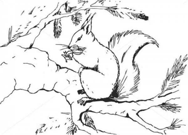 Белка на дереве раскраска