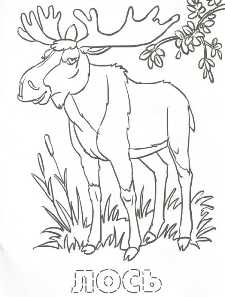 Раскраска "Лесные жители"