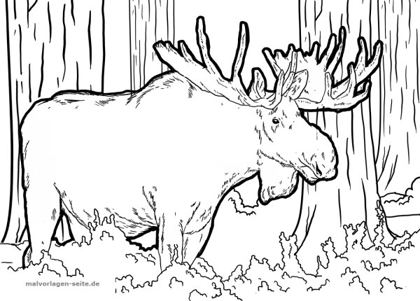 Раскраска Лось в лесу