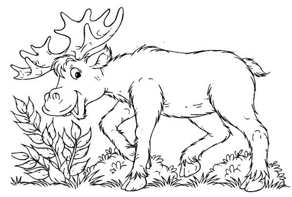 Береги животных раскраска для детей