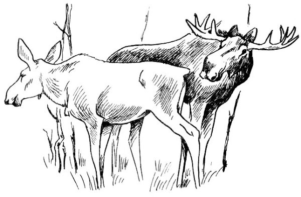 Лосиха с лосенком рисунок