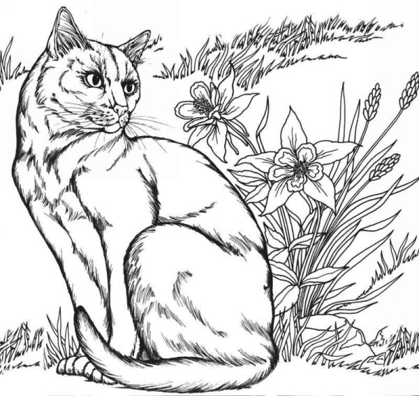 Кошка раскраска реалистичная