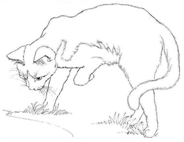 Раскраски кошки настоящие
