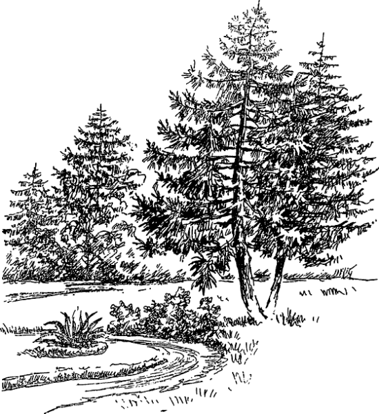 Сосновый лес раскраска