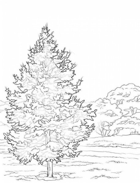 Сосна раскраска