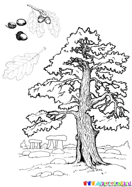 Дуб раскраска для детей