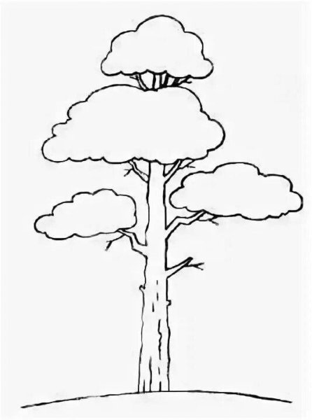 Дерево сосна раскраска для детей