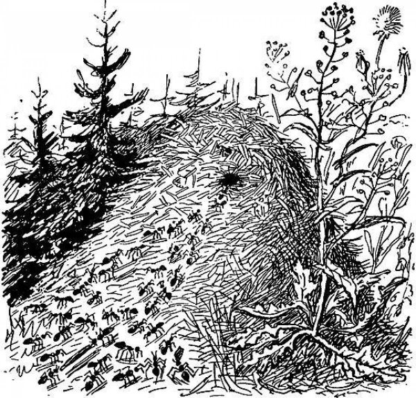 Муравейник раскраска