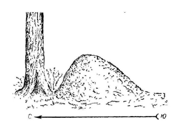 Ориентирование на местности по муравейнику