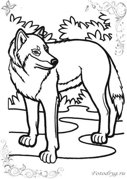 Раскраска волк