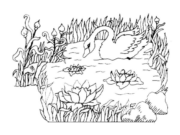 Озеро раскраска для детей