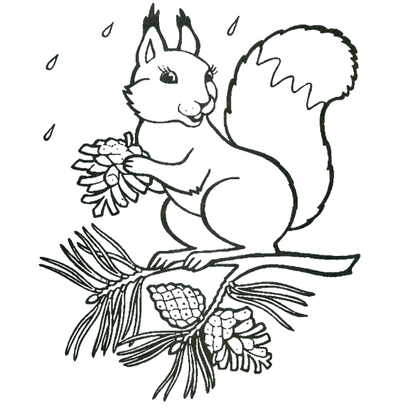 Раскраска белки