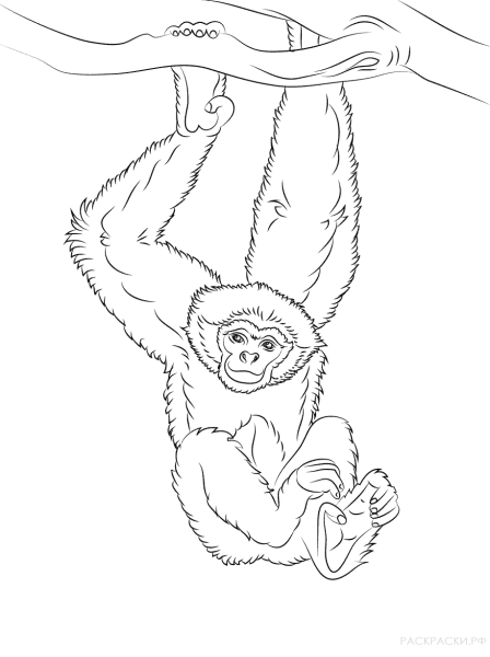 Обезьяна раскраска для детей