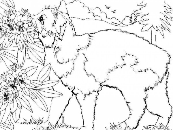 Раскраски животных и цветов