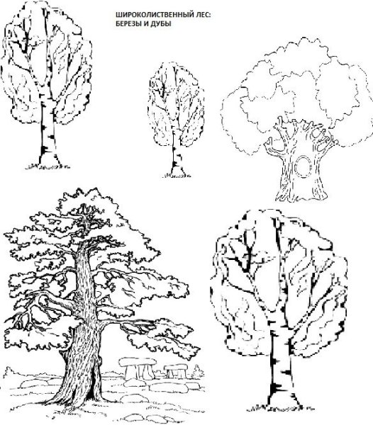 Нарисованный смешанный лес и широколиственный лес