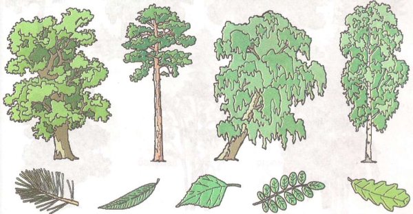 Широко листвиный лес рисунок