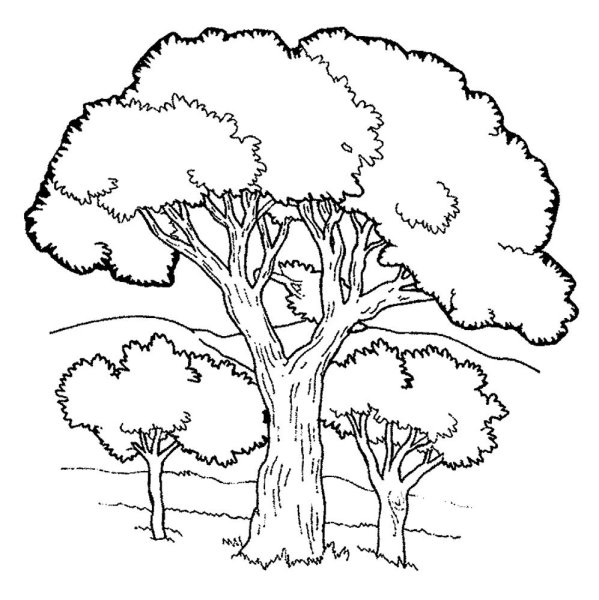 Дерево раскраска для детей