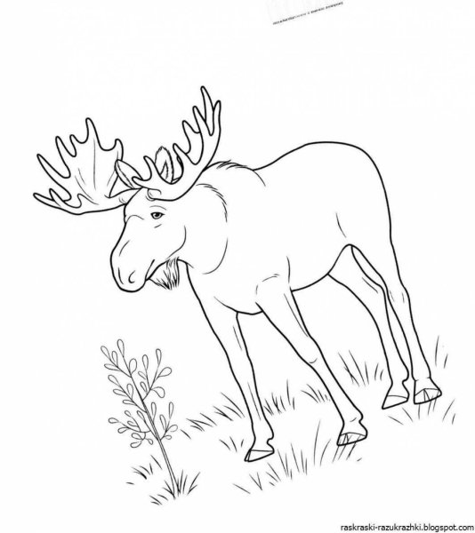 Лось раскраска для детей